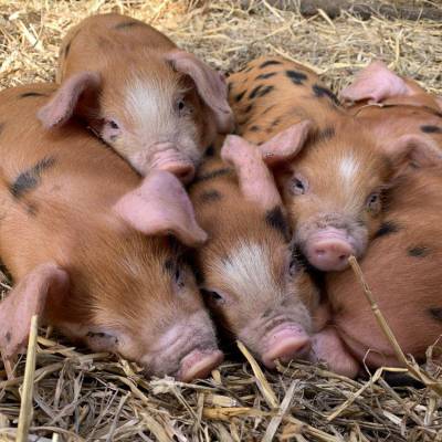 Glynllifon’s Oxford Sandy and Black pigs